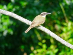 Boat-billed Flycatcher